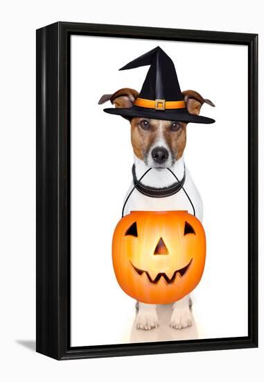 Halloween Pumpkin Witch Dog-Javier Brosch-Framed Premier Image Canvas
