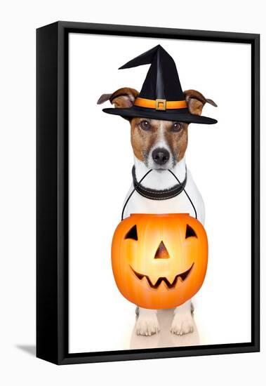 Halloween Pumpkin Witch Dog-Javier Brosch-Framed Premier Image Canvas