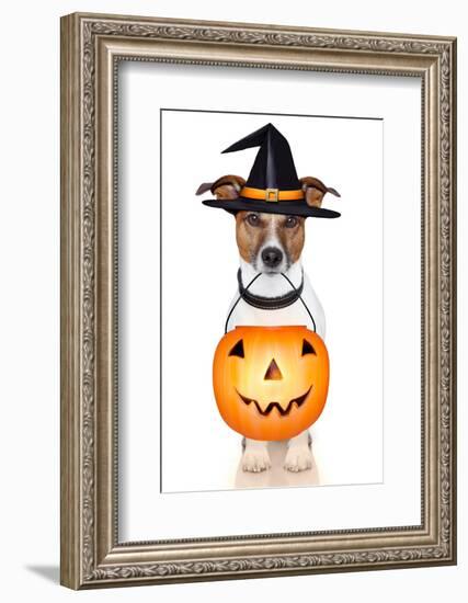 Halloween Pumpkin Witch Dog-Javier Brosch-Framed Photographic Print