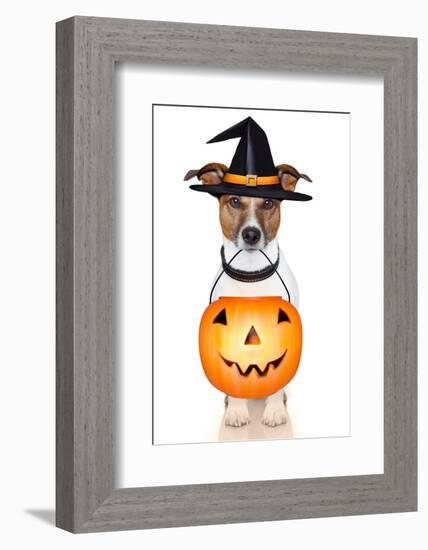 Halloween Pumpkin Witch Dog-Javier Brosch-Framed Photographic Print