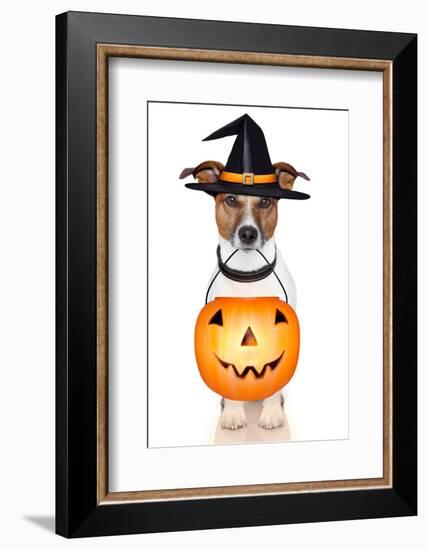 Halloween Pumpkin Witch Dog-Javier Brosch-Framed Photographic Print