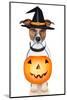 Halloween Pumpkin Witch Dog-Javier Brosch-Mounted Photographic Print