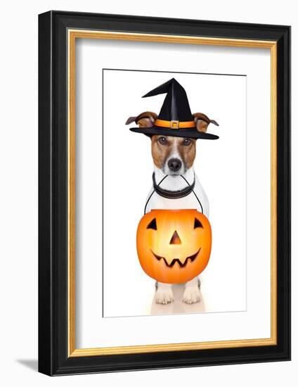 Halloween Pumpkin Witch Dog-Javier Brosch-Framed Photographic Print