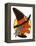 Halloween Witch-null-Framed Stretched Canvas