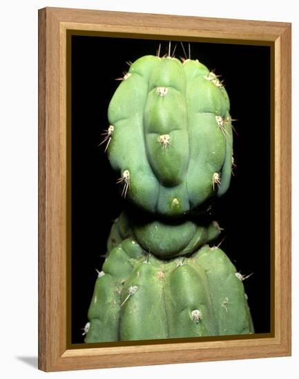 Hallucinogenic San Pedro Cactus, Ecuador-Sinclair Stammers-Framed Premier Image Canvas