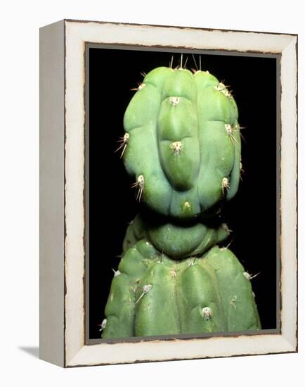 Hallucinogenic San Pedro Cactus, Ecuador-Sinclair Stammers-Framed Premier Image Canvas