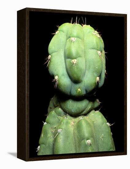 Hallucinogenic San Pedro Cactus, Ecuador-Sinclair Stammers-Framed Premier Image Canvas