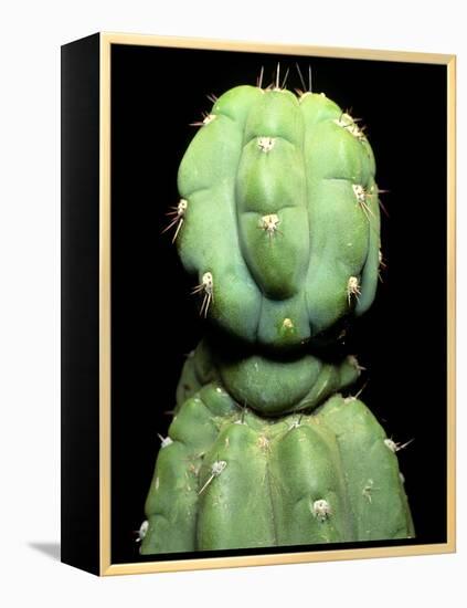 Hallucinogenic San Pedro Cactus, Ecuador-Sinclair Stammers-Framed Premier Image Canvas