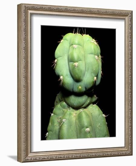 Hallucinogenic San Pedro Cactus, Ecuador-Sinclair Stammers-Framed Photographic Print