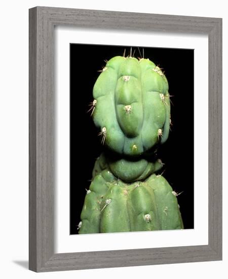 Hallucinogenic San Pedro Cactus, Ecuador-Sinclair Stammers-Framed Photographic Print