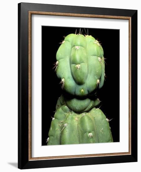 Hallucinogenic San Pedro Cactus, Ecuador-Sinclair Stammers-Framed Photographic Print