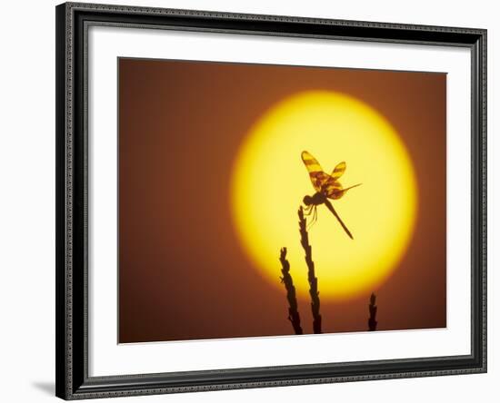 Haloween Pennant Dragonfly, Silhouette at Sunrise, Welder Wildlife Refuge, Sinton, Texas, USA-Rolf Nussbaumer-Framed Photographic Print