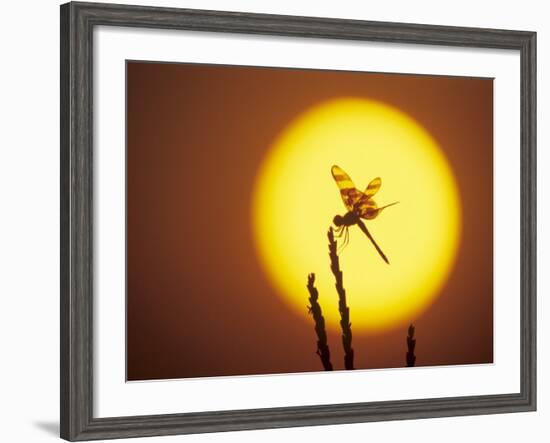 Haloween Pennant Dragonfly, Silhouette at Sunrise, Welder Wildlife Refuge, Sinton, Texas, USA-Rolf Nussbaumer-Framed Photographic Print