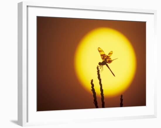 Haloween Pennant Dragonfly, Silhouette at Sunrise, Welder Wildlife Refuge, Sinton, Texas, USA-Rolf Nussbaumer-Framed Photographic Print