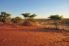 Red Sands and Bush at Sunset, Kalahari-halpand-Framed Photographic Print