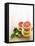 Halved Grapefruits and Limes-Louise Lister-Framed Premier Image Canvas