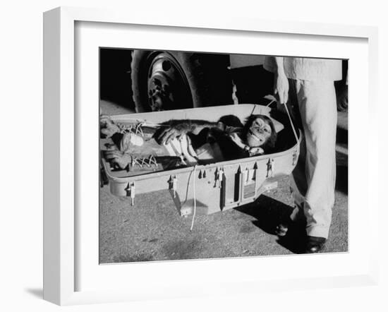 "Ham" Mugging after Mercury Space Flight-Ralph Morse-Framed Photographic Print