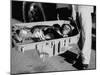 "Ham" Mugging after Mercury Space Flight-Ralph Morse-Mounted Photographic Print