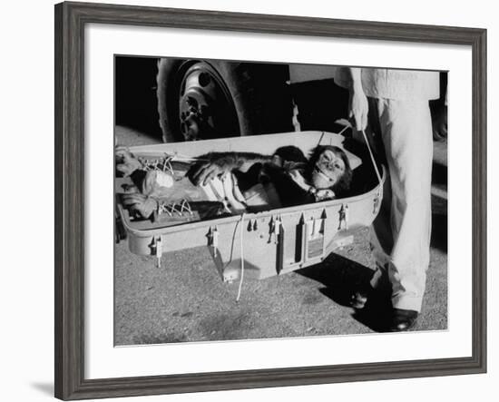 "Ham" Mugging after Mercury Space Flight-Ralph Morse-Framed Photographic Print