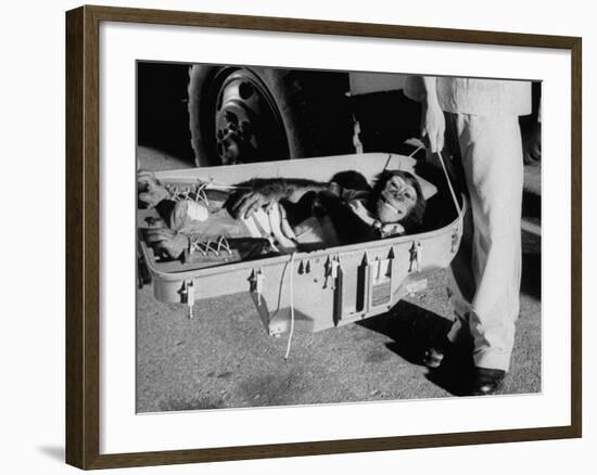 "Ham" Mugging after Mercury Space Flight-Ralph Morse-Framed Photographic Print