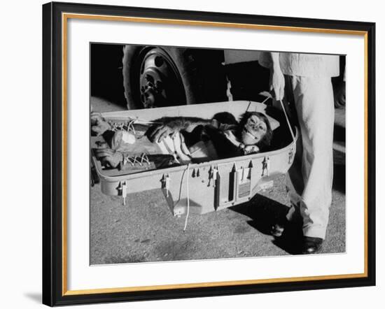 "Ham" Mugging after Mercury Space Flight-Ralph Morse-Framed Photographic Print