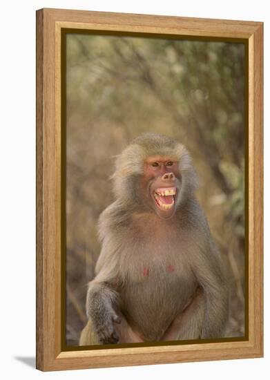 Hamadryas Baboon Baring Teeth-DLILLC-Framed Premier Image Canvas