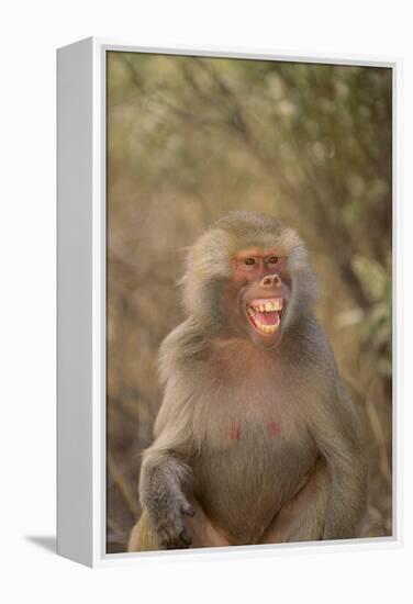 Hamadryas Baboon Baring Teeth-DLILLC-Framed Premier Image Canvas