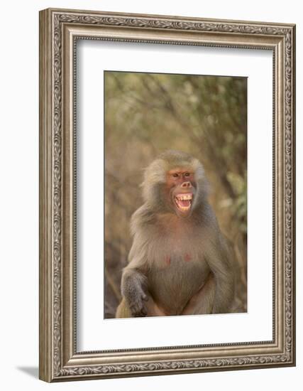 Hamadryas Baboon Baring Teeth-DLILLC-Framed Photographic Print