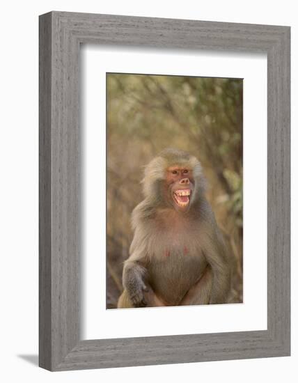 Hamadryas Baboon Baring Teeth-DLILLC-Framed Photographic Print