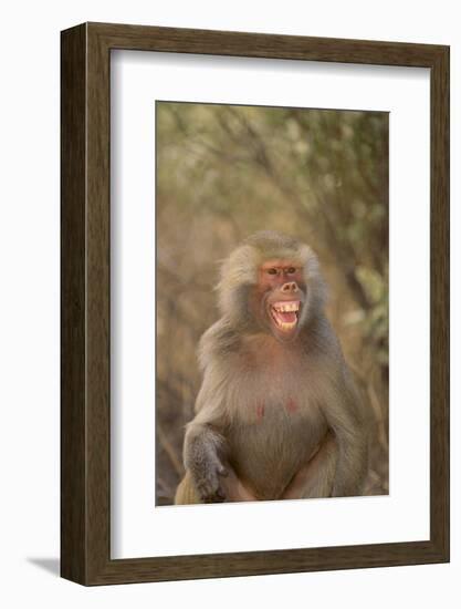 Hamadryas Baboon Baring Teeth-DLILLC-Framed Photographic Print