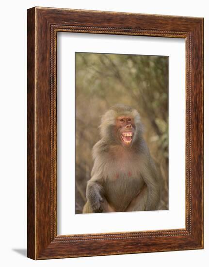 Hamadryas Baboon Baring Teeth-DLILLC-Framed Photographic Print