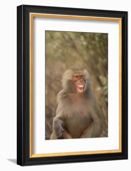 Hamadryas Baboon Baring Teeth-DLILLC-Framed Photographic Print