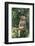 Hamadryas Baboon-DLILLC-Framed Photographic Print