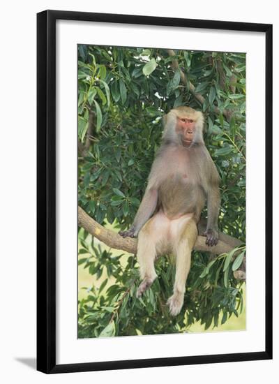 Hamadryas Baboon-DLILLC-Framed Photographic Print