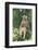 Hamadryas Baboon-DLILLC-Framed Photographic Print