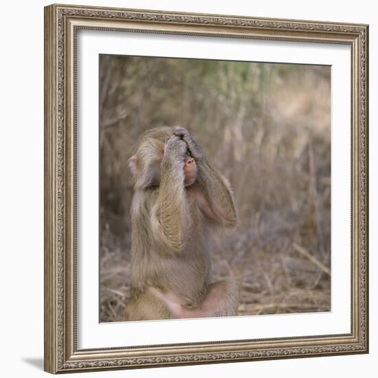 Hamadryas Baboon-DLILLC-Framed Photographic Print