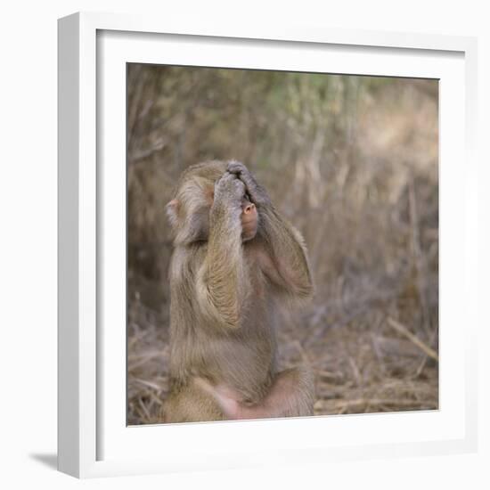 Hamadryas Baboon-DLILLC-Framed Photographic Print