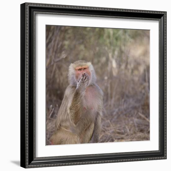 Hamadryas Baboon-DLILLC-Framed Photographic Print