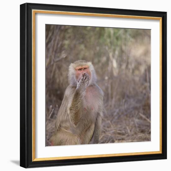 Hamadryas Baboon-DLILLC-Framed Photographic Print