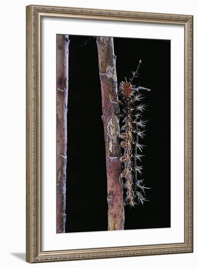 Hamadryas Februa (Gray Cracker Butterfly, Ferentina Calico) - Caterpillar-Paul Starosta-Framed Photographic Print