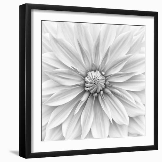 Hamari gold in monochrome-Lotte Gronkjar-Framed Photographic Print