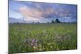 Photographic Print