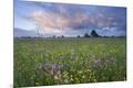 Photographic Print