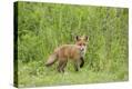 Stretched Canvas Print