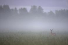 Roe Deer (Capreolus Capreolus) Buck in Wet Meadow at Dawn, Nemunas Delta, Lithuania, June 2009-Hamblin-Photographic Print