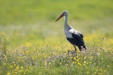 White Stork (Ciconia Ciconia) in Flower Meadow, Labanoras Regional Park, Lithuania, May 2009-Hamblin-Photographic Print