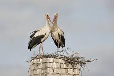 White Stork (Ciconia Ciconia) Pair at Nest on Old Chimney-Hamblin-Photographic Print
