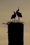 White Stork (Ciconia Ciconia) Pair at Nest on Old Chimney-Hamblin-Photographic Print
