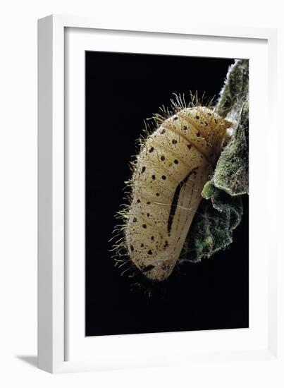 Hamearis Lucina (Duke of Burgundy Fritillary) - Hairy Chrysalis-Paul Starosta-Framed Photographic Print