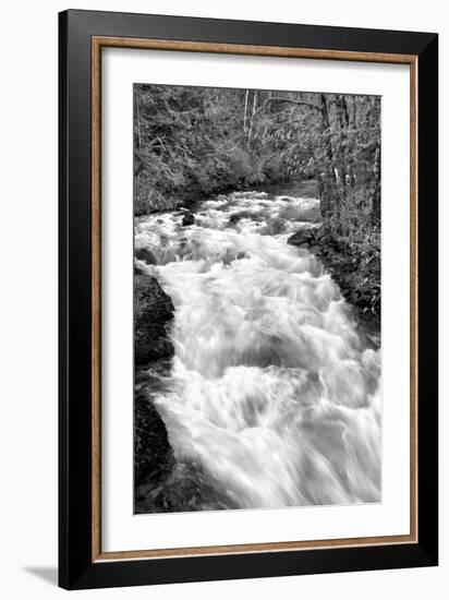 Hamma Hamma River BW-Douglas Taylor-Framed Photo